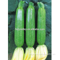 Hybrid Squash seeds for growing-Kelly